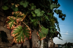 LaBattagliola-07